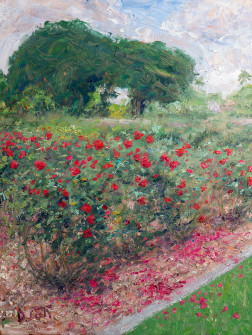 Dan Scott, New Farm Park, Roses, 2023