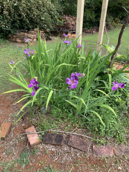 Maleny, Queensland, 2022 (1)