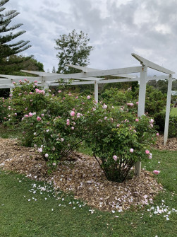 Maleny, Queensland, 2022 (10)
