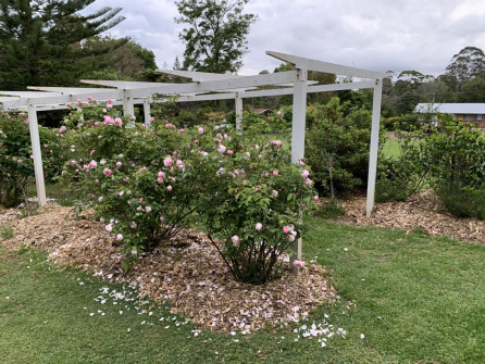 Maleny, Queensland, 2022 (13)