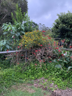 Maleny, Queensland, 2022 (16)