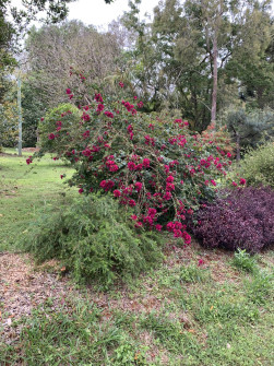 Maleny, Queensland, 2022 (22)