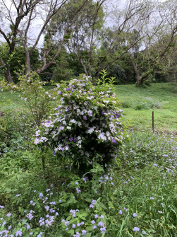 Maleny, Queensland, 2022 (30)