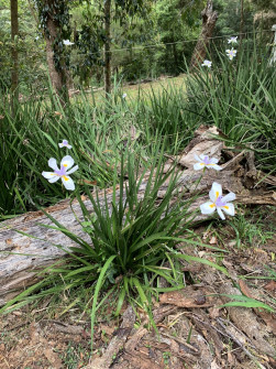Maleny, Queensland, 2022 (36)