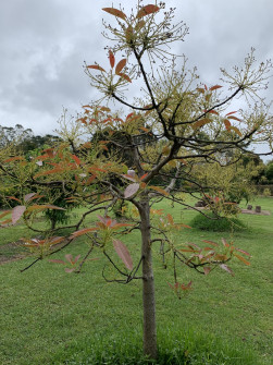 Maleny, Queensland, 2022 (5)