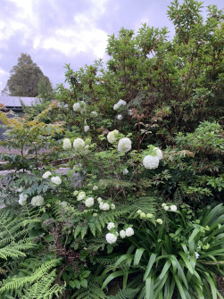 Maleny, Queensland, 2022 (8)