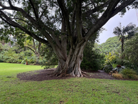 Dan Scott Adelaide Botanic Gardens 2026 1