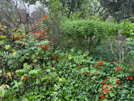 Dan Scott Adelaide Botanic Gardens 2026 10