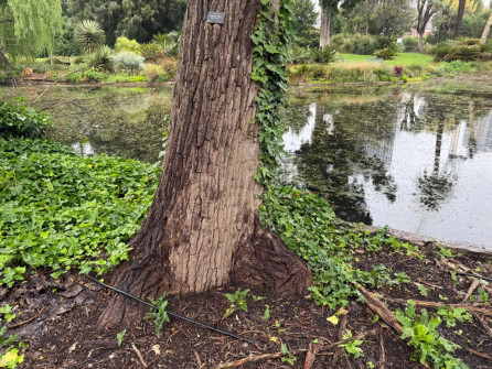 Dan Scott Adelaide Botanic Gardens 2026 16