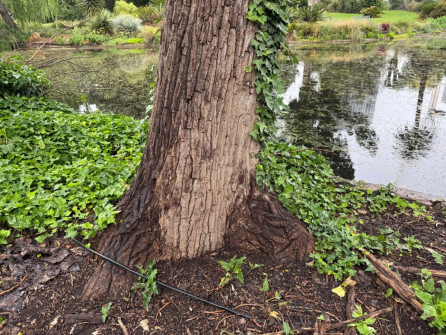 Dan Scott Adelaide Botanic Gardens 2026 17