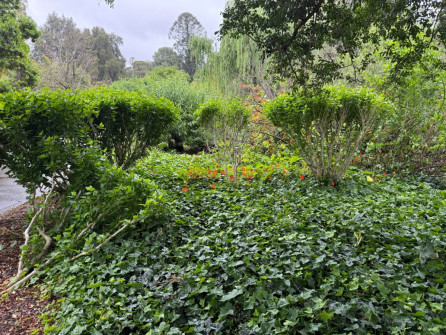 Dan Scott Adelaide Botanic Gardens 2026 18