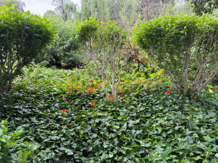 Dan Scott Adelaide Botanic Gardens 2026 19