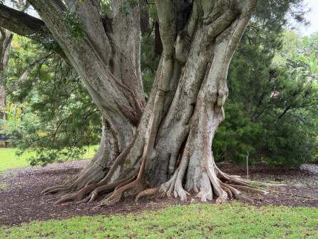 Dan Scott Adelaide Botanic Gardens 2026 2
