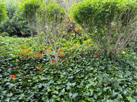 Dan Scott Adelaide Botanic Gardens 2026 21