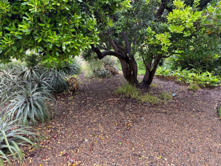 Dan Scott Adelaide Botanic Gardens 2026 22