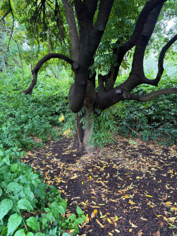 Dan Scott Adelaide Botanic Gardens 2026 23