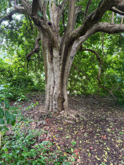 Dan Scott Adelaide Botanic Gardens 2026 24