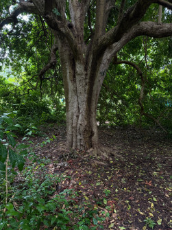 Dan Scott Adelaide Botanic Gardens 2026 25