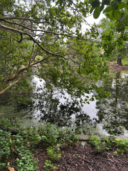 Dan Scott Adelaide Botanic Gardens 2026 30