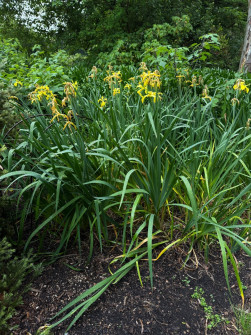 Dan Scott Adelaide Botanic Gardens 2026 35