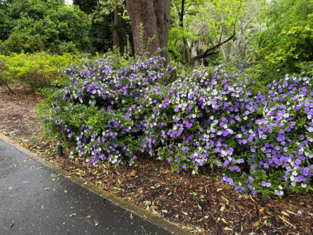 Dan Scott Adelaide Botanic Gardens 2026 36