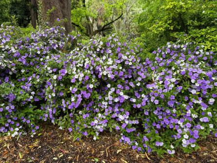 Dan Scott Adelaide Botanic Gardens 2026 37
