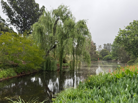 Dan Scott Adelaide Botanic Gardens 2026 4