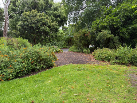 Dan Scott Adelaide Botanic Gardens 2026 41