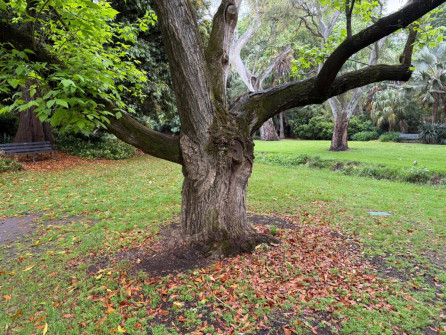 Dan Scott Adelaide Botanic Gardens 2026 42