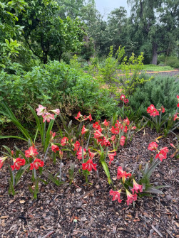 Dan Scott Adelaide Botanic Gardens 2026 49