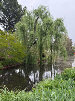 Dan Scott Adelaide Botanic Gardens 2026 7