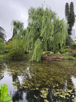 Dan Scott Adelaide Botanic Gardens 2026 9