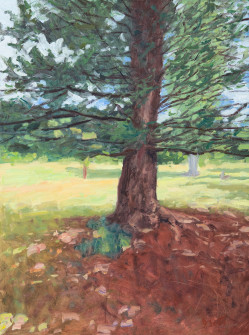Dan Scott, Tree, Dappled Light, 2020