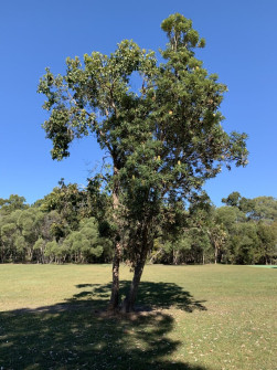 Gumdale (5)