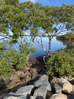 Wellington Point (2)