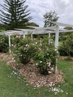 Maleny, Queensland, 2022 (11)
