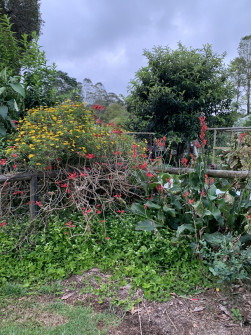 Maleny, Queensland, 2022 (15)