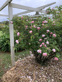 Maleny, Queensland, 2022 (2)