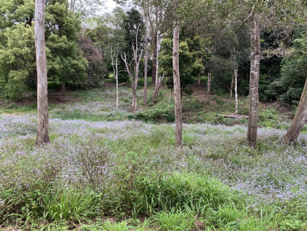 Maleny, Queensland, 2022 (26)