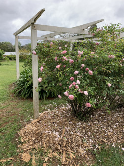 Maleny, Queensland, 2022 (3)