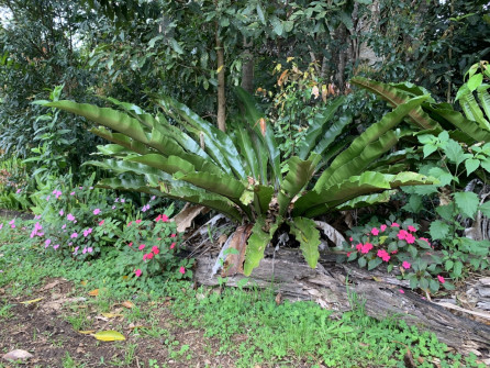 Maleny, Queensland, 2022 (34)