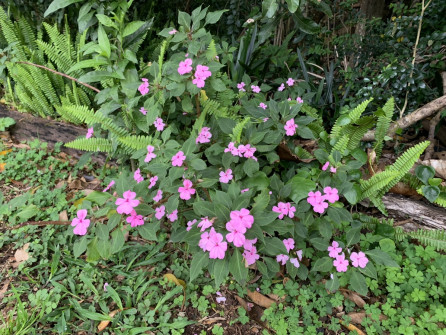 Maleny, Queensland, 2022 (35)