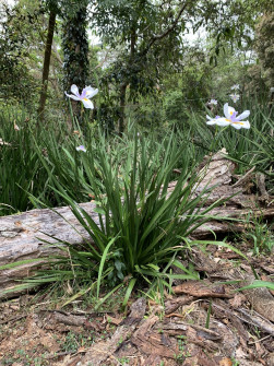 Maleny, Queensland, 2022 (37)