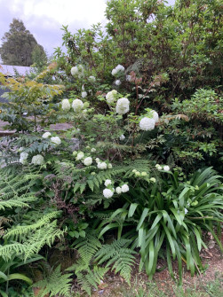 Maleny, Queensland, 2022 (9)