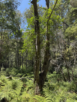 Dan Scott, Mount Barney Hike, 2025 (30)