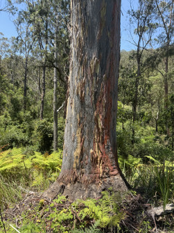 Dan Scott, Mount Barney Hike, 2025 (32)
