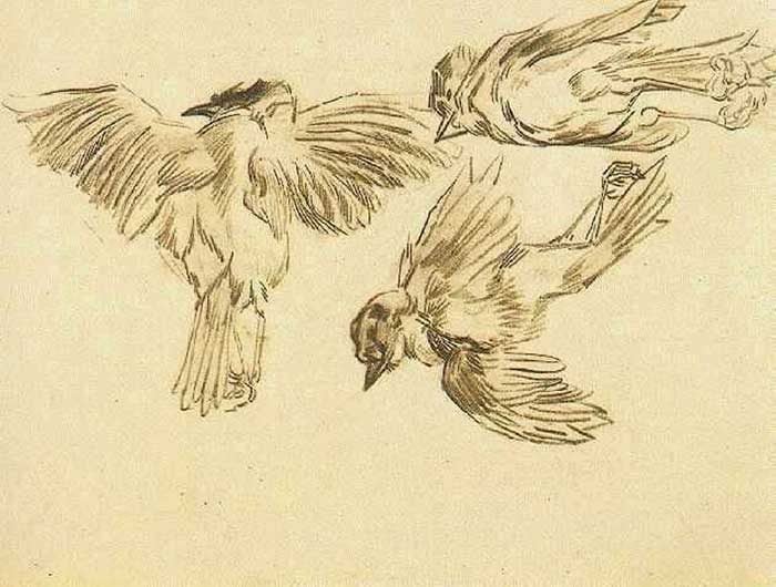 Vincent van Gogh, Studies Of A Dead Sparrow, 1885