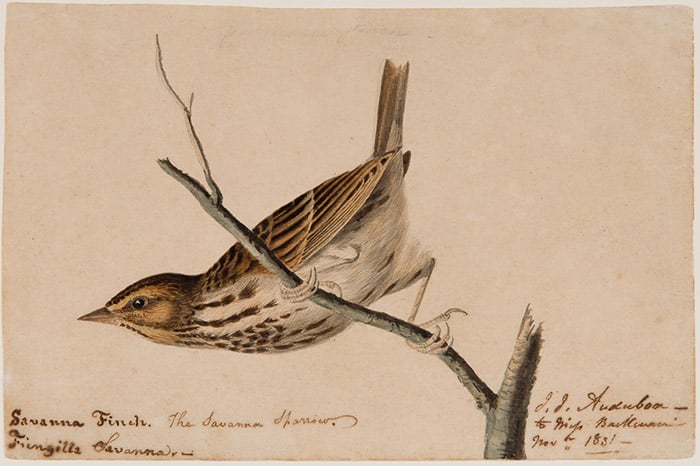 John James Audubon, Savanna Finch, 1831