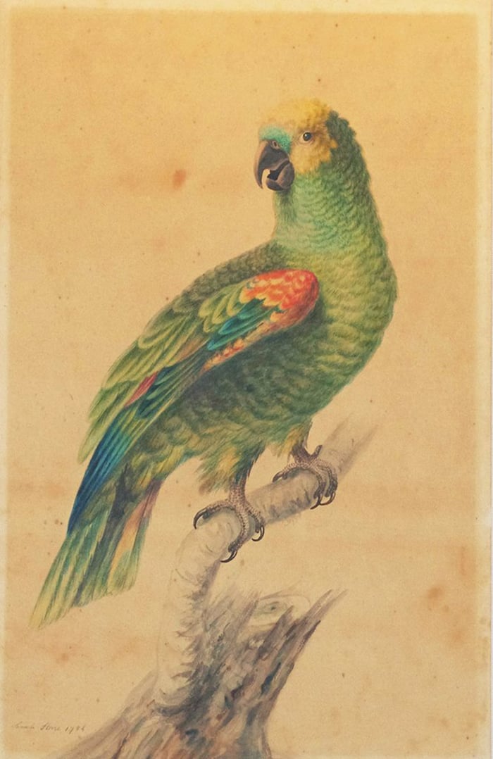 Sarah Stone, Green Parrot, 1785