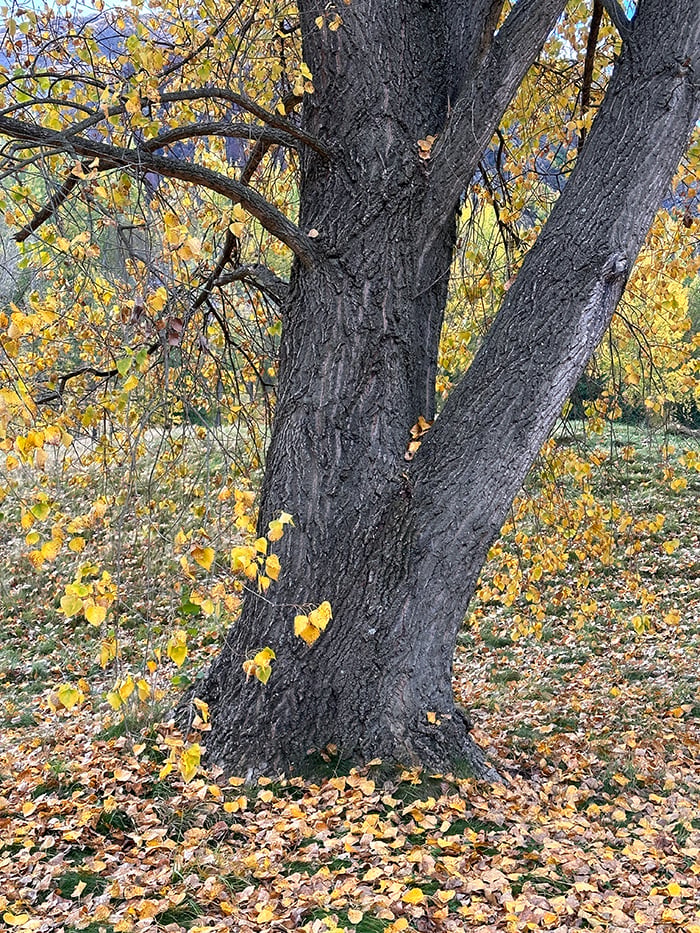 Dan Scott, New Zealand, Autumn Colors, Ref Photo, 700W